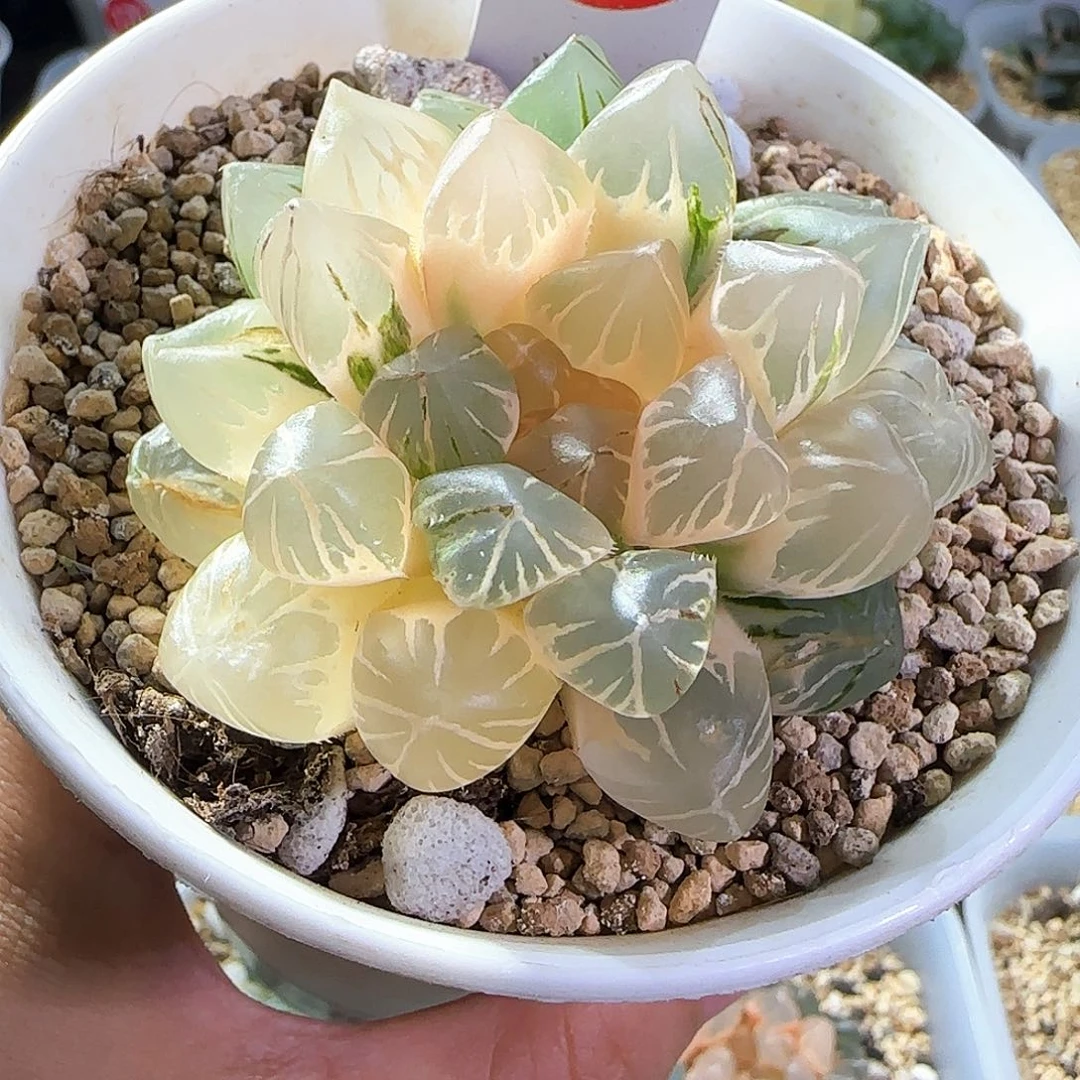 436号紫王玉露锦一物一拍带盆土
