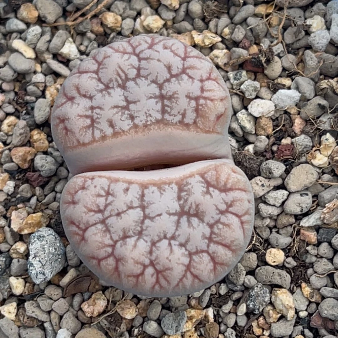 7731粉色睫毛荒一颗