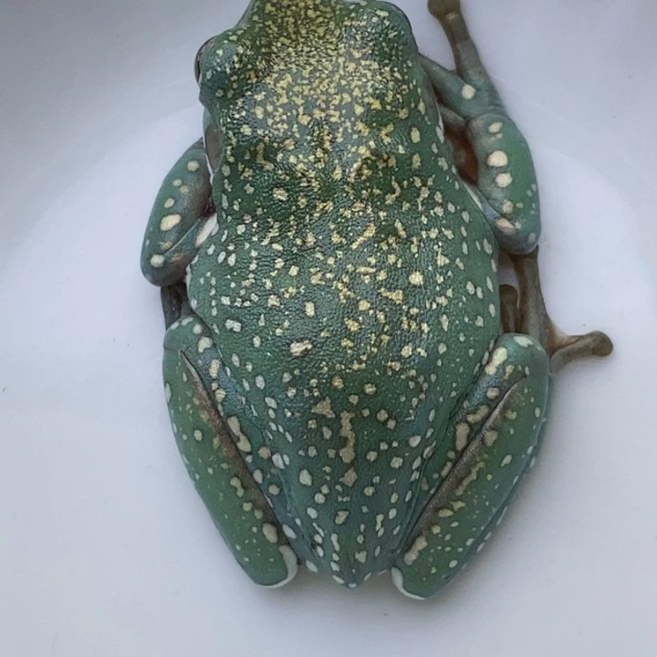 老爷树蛙24h蓝子代9号