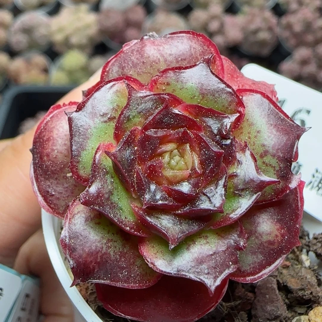 花语逸境0222-516