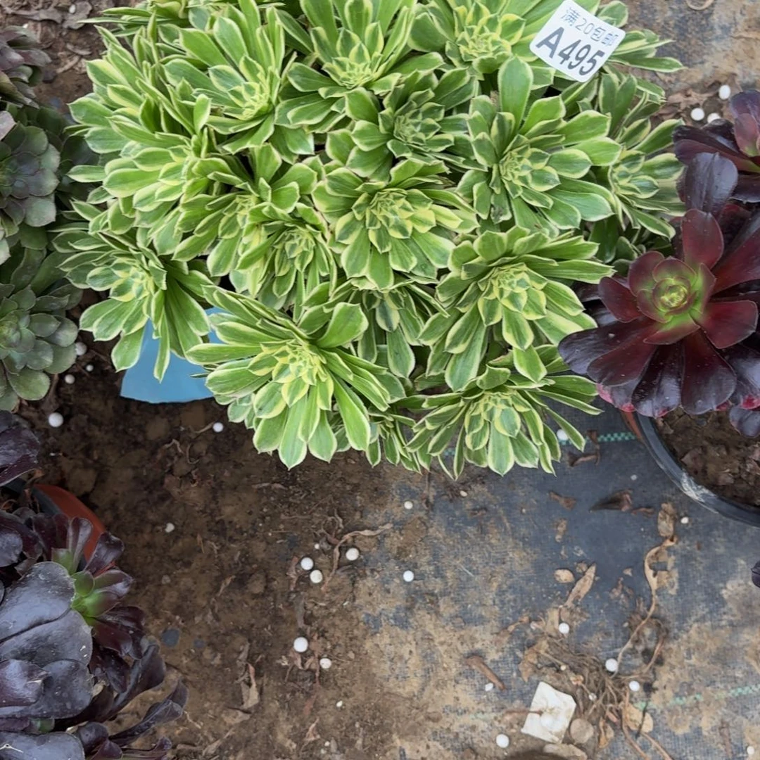 495多肉植物捧花的