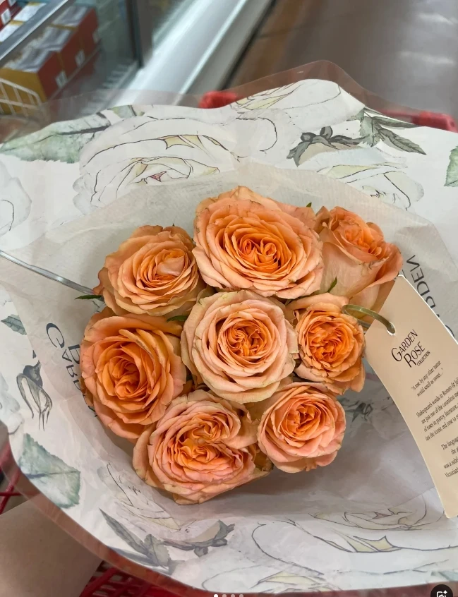 乡村小屋玫瑰15枝 发17-20（其中5枝短小断不赔付）介意勿拍+营养剂