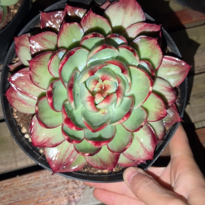 余生随心发货1111111