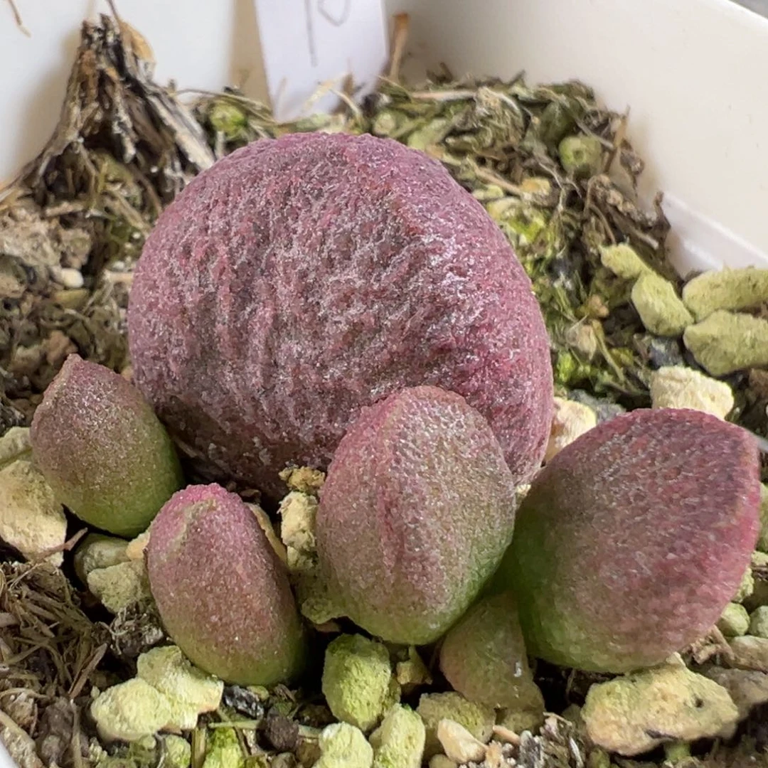 w月熙多肉植物水泡