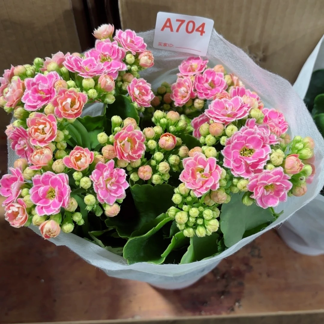 704大彩蝶长寿花一颗