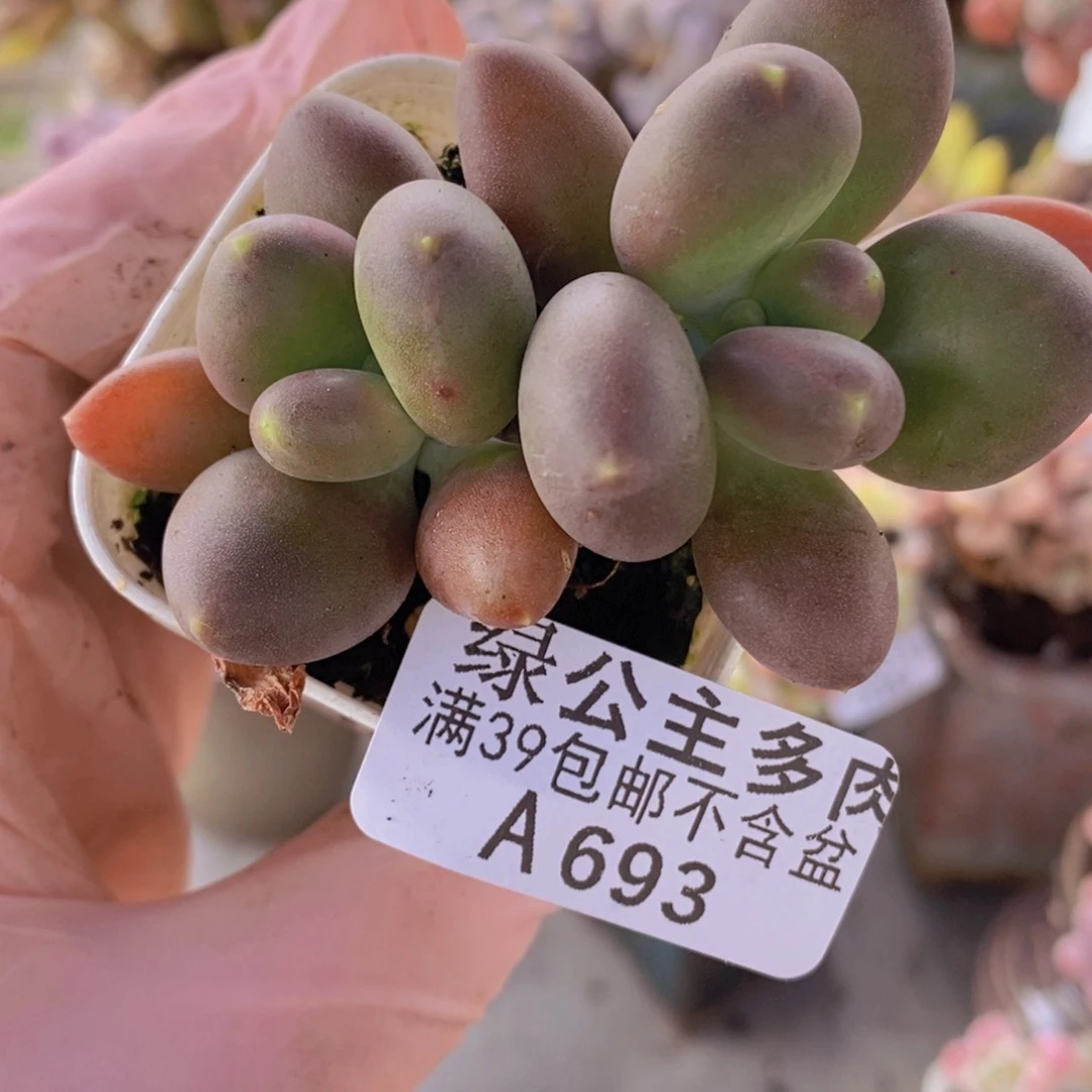 芒果奶6cm693多肉植物