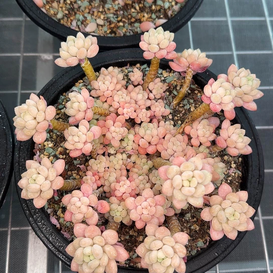 从前慢花园精选鱼子酱