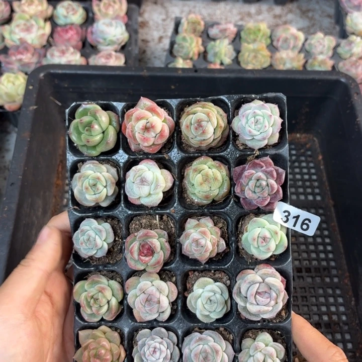 莫***翠精品直播一物一拍316