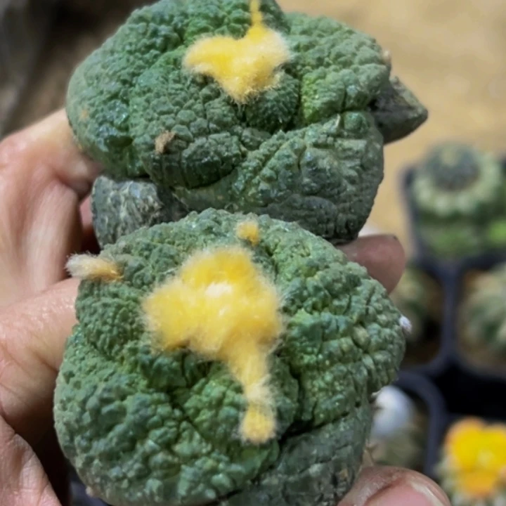 还***呀无花朵大尤哥斯拉牡丹045