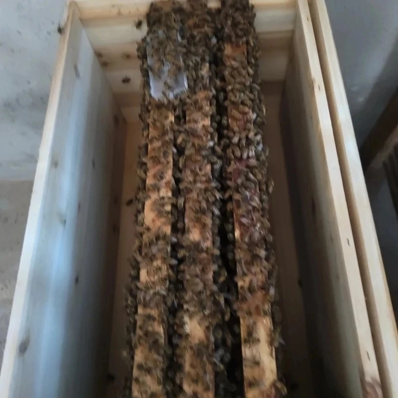 意蜂群养蜂，三脾带产卵王带蜂箱蜜蜂养蜂工具蜜蜂箱