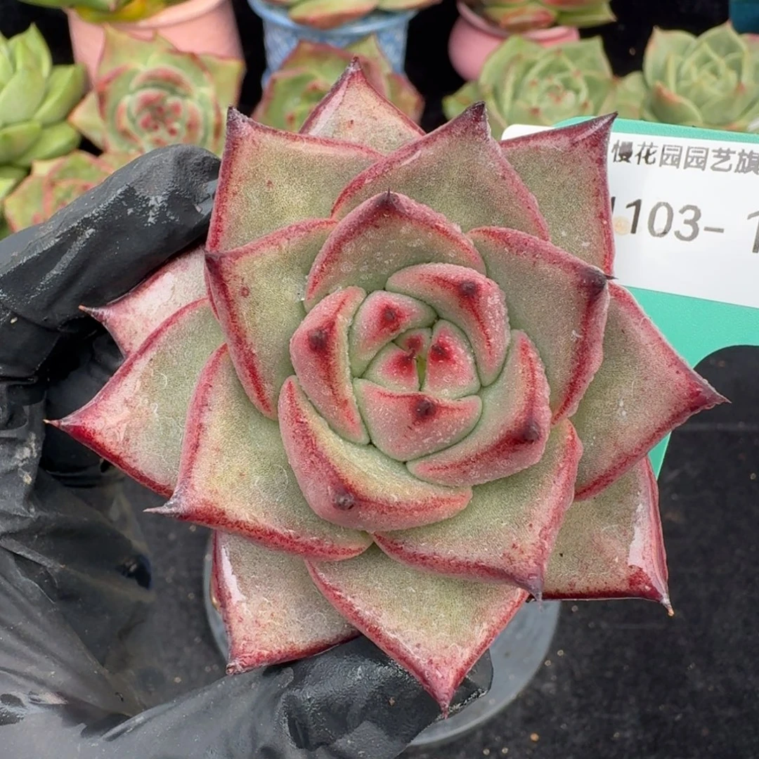 从前慢多肉精选编号1103.16