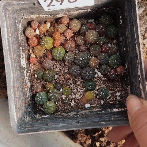 2984处理仙人球小苗