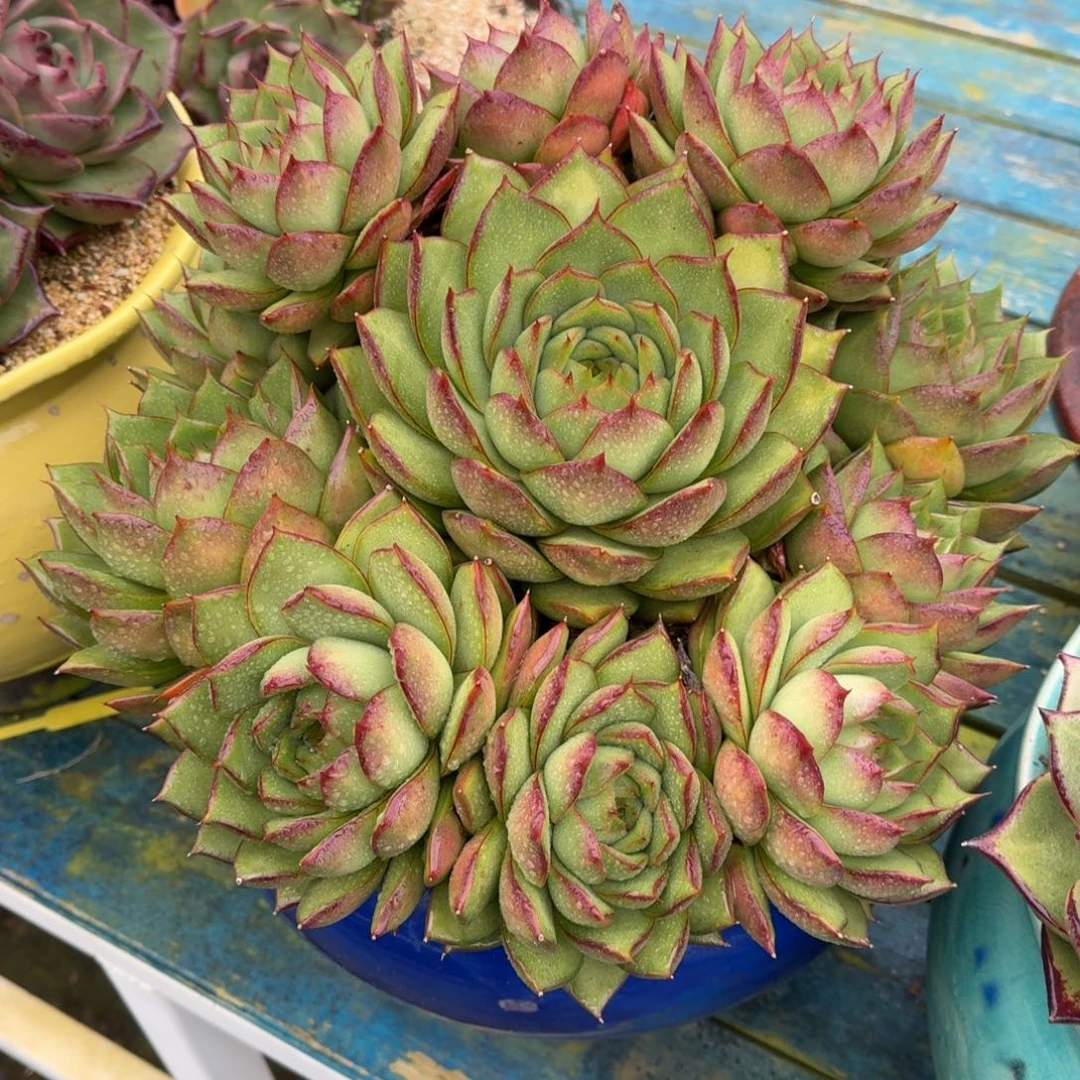 从前慢多肉精选编号1031.66666