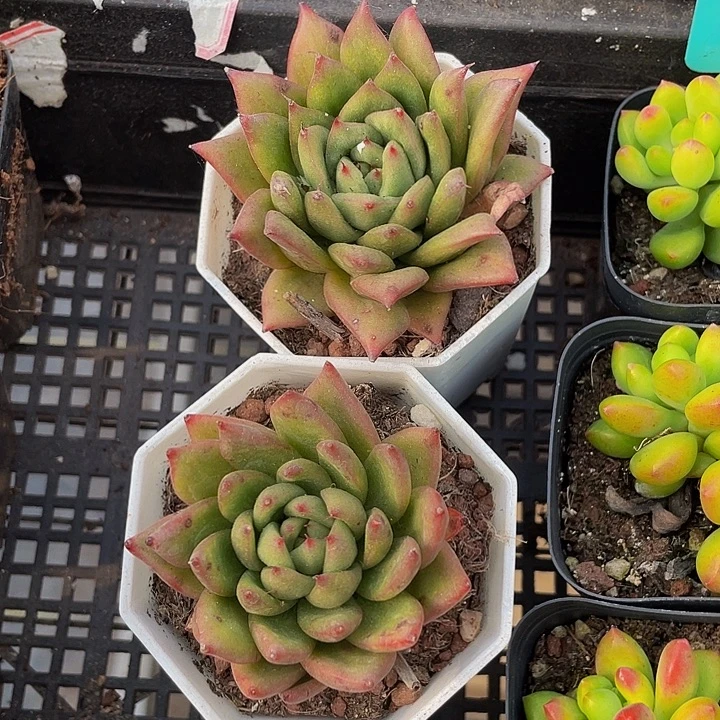林肯2.8带盆土发货