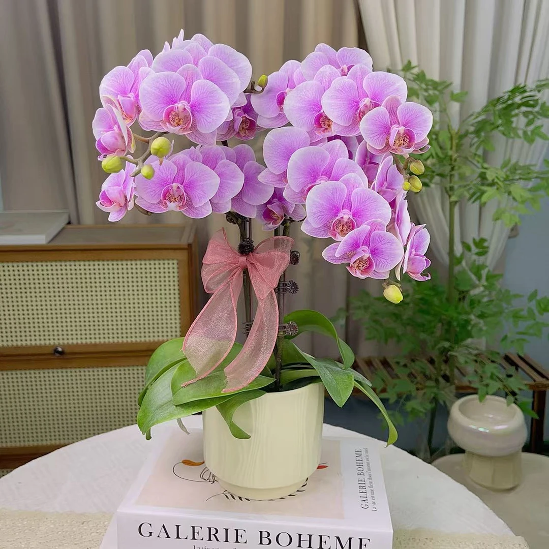 蝴蝶兰【海棠甜心】 室内花花 广州基地直发2-3