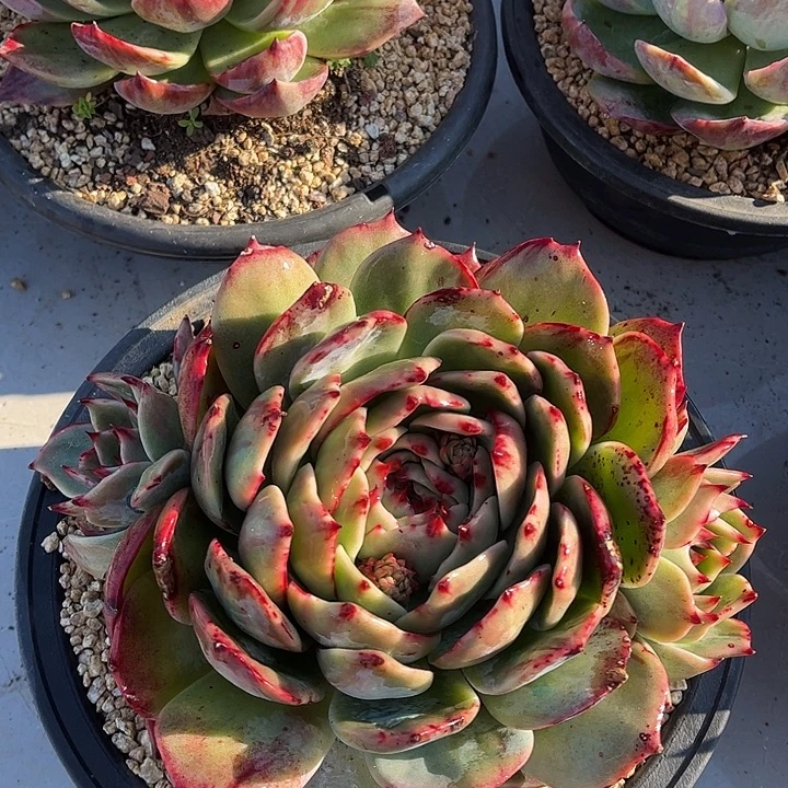 惊鸿仙子一物一拍，20厘米左右