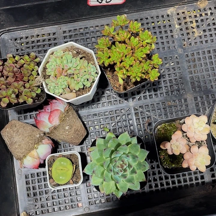 往***好88号筐带盆土发货
