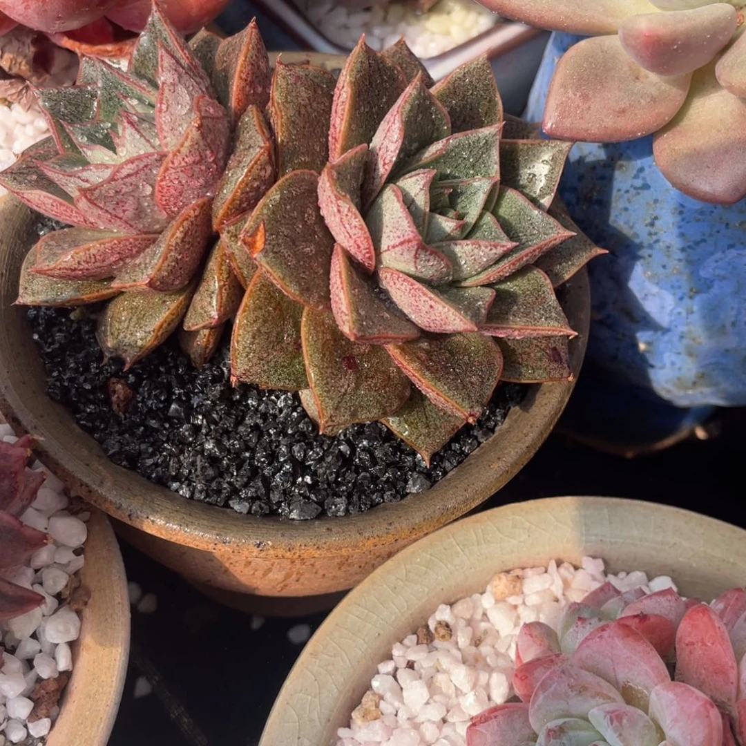 多肉植物盆栽多肉