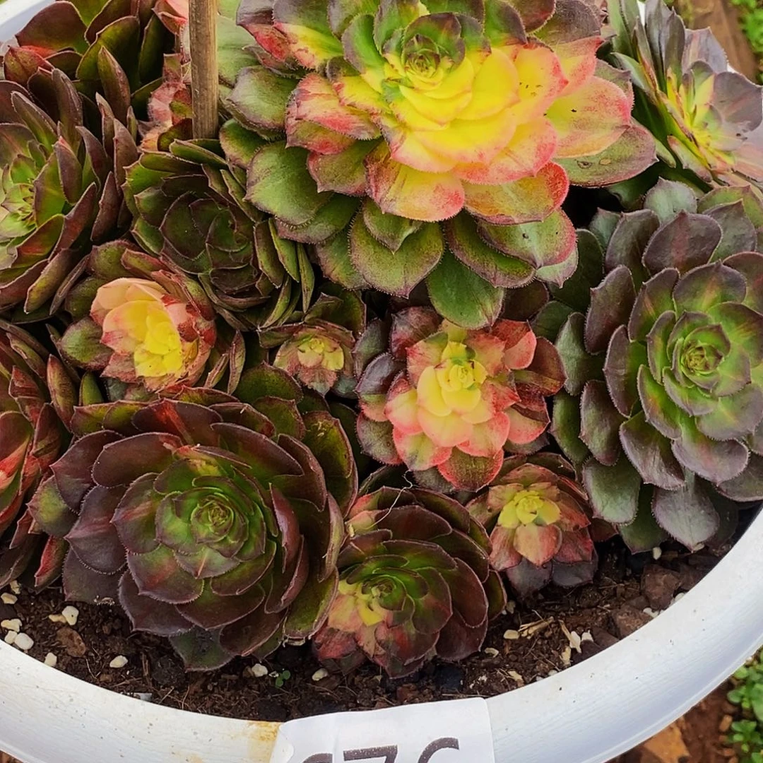 上古园艺多肉法师676