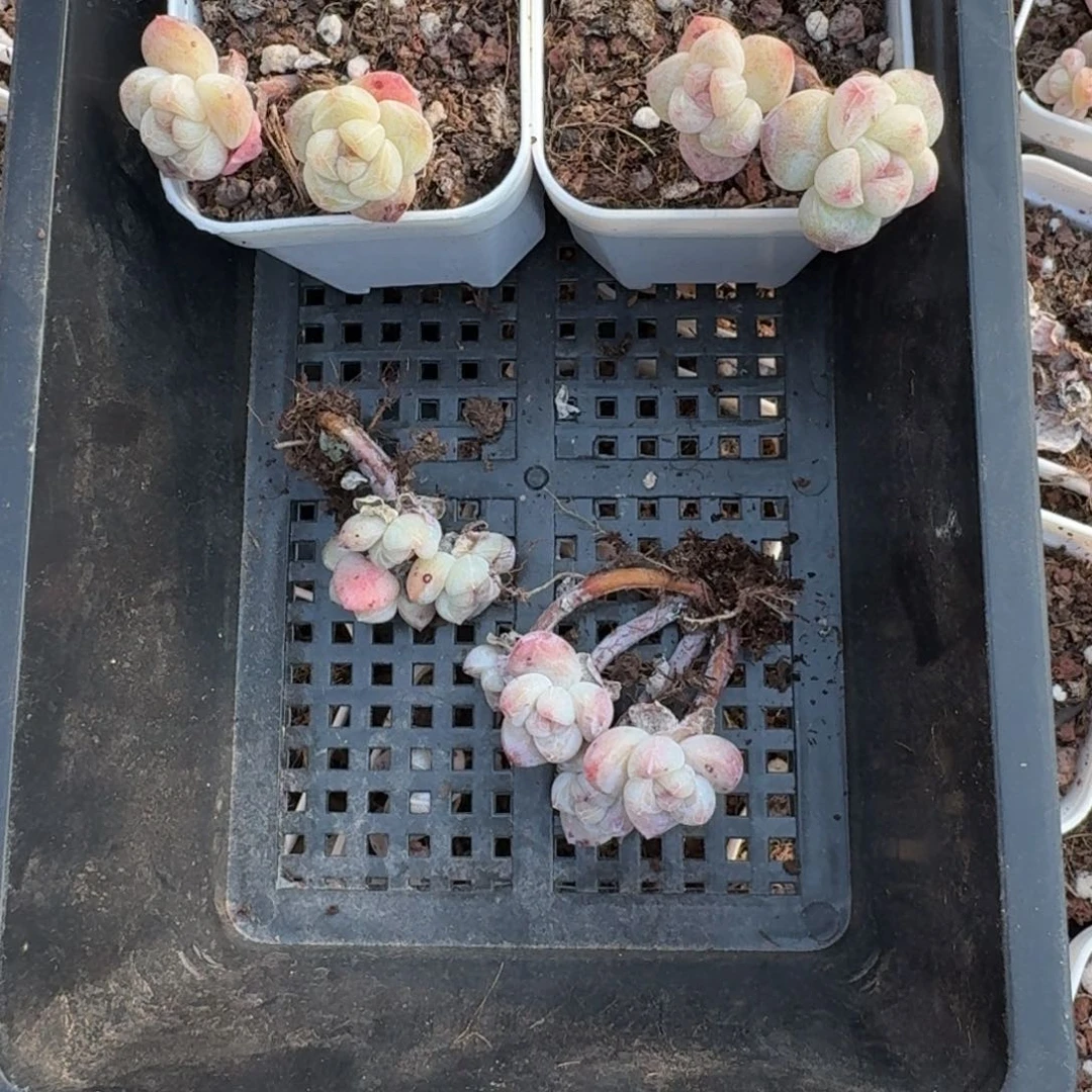 鹿*途153 号到手一框江北多肉