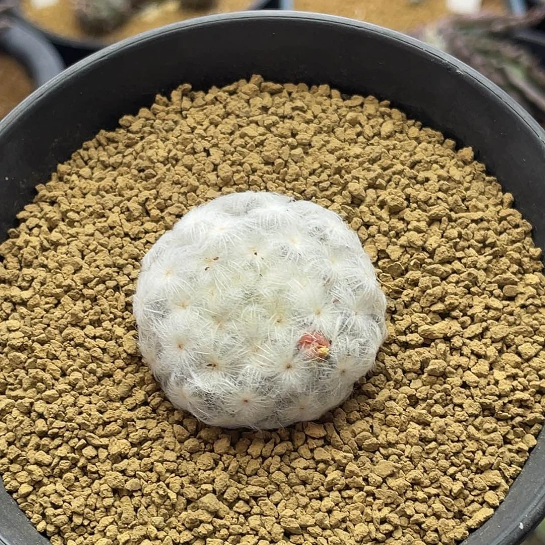 降落伞白星 日系高绒