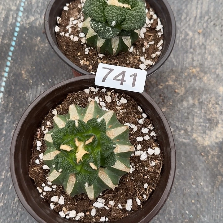 肆****无花朵嫁接哥斯拉➕螺旋辛顿741