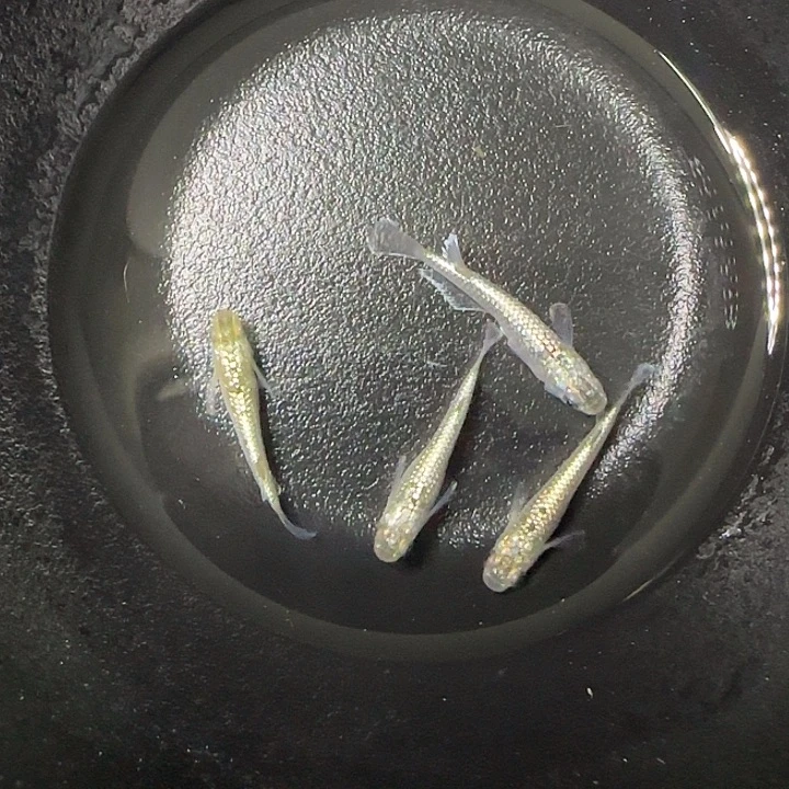 青鳉鱼青鱂美伦62