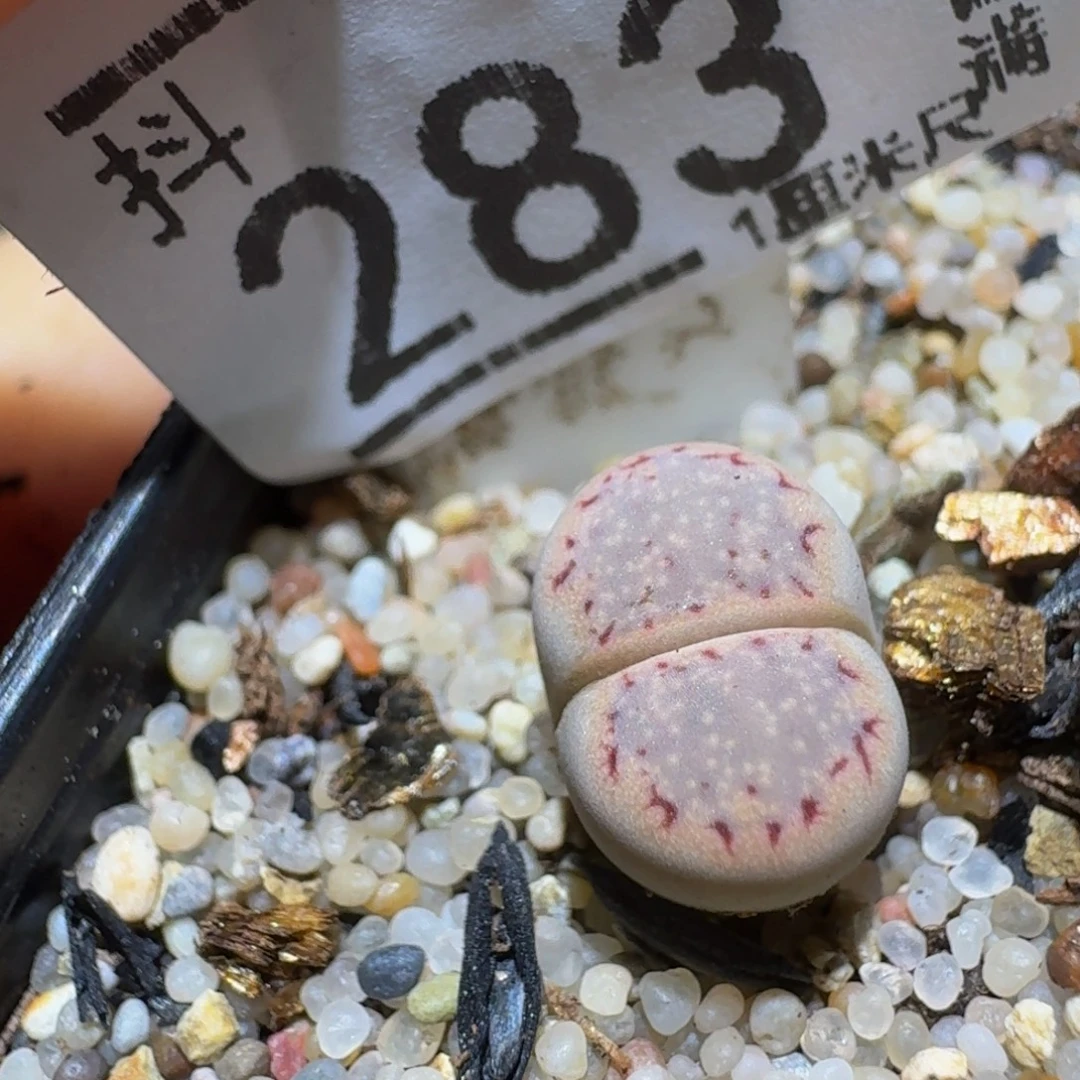 伊****Ssss精品生石花283