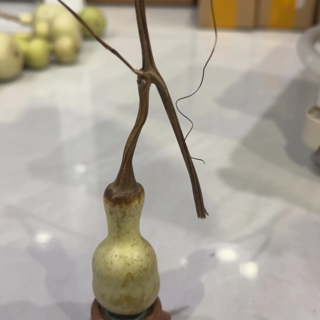 青皮不包成青皮不包成