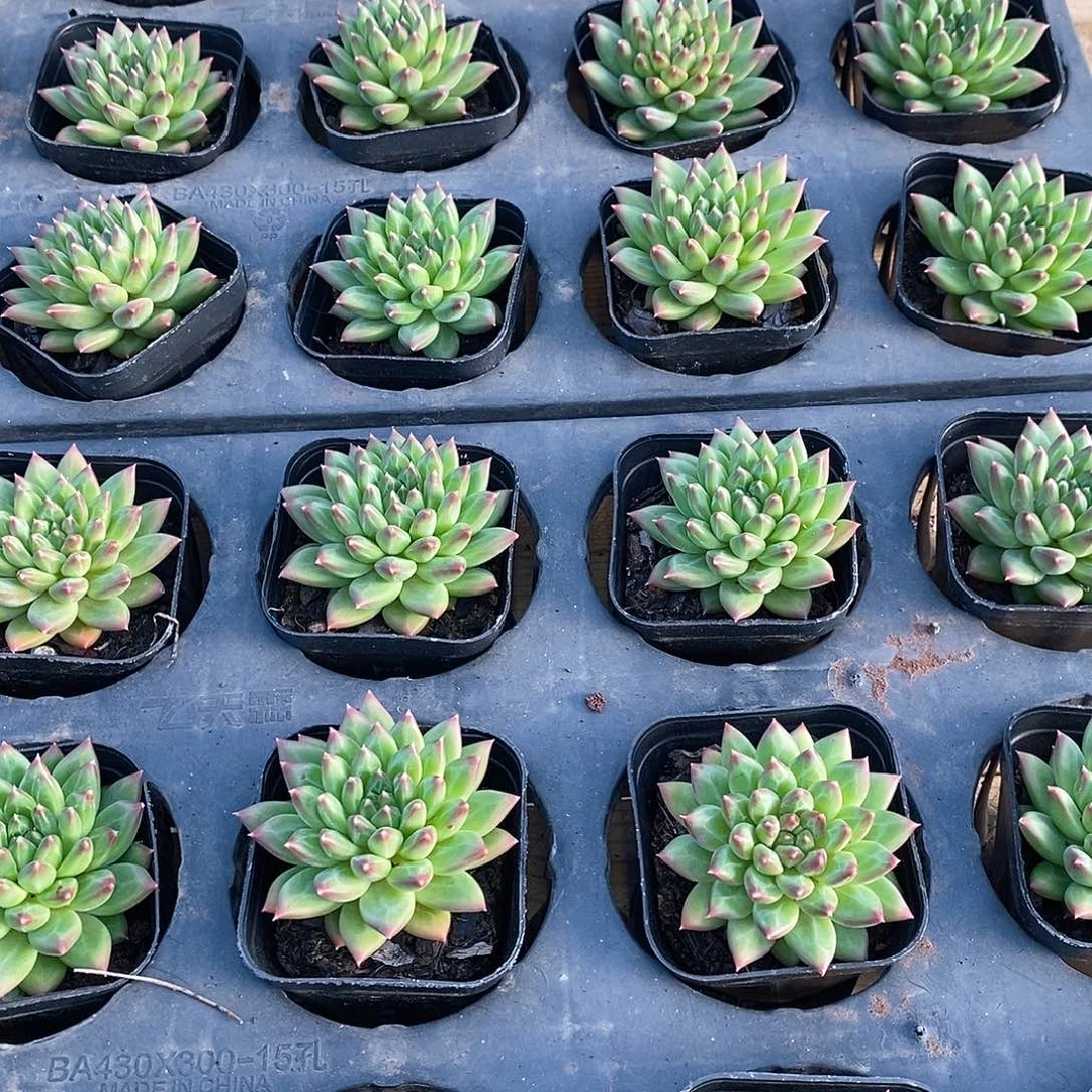 70号，甲骨文单头