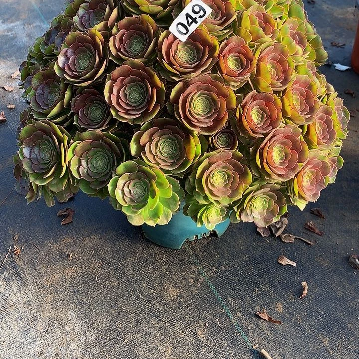 星*多肉万圣节49000