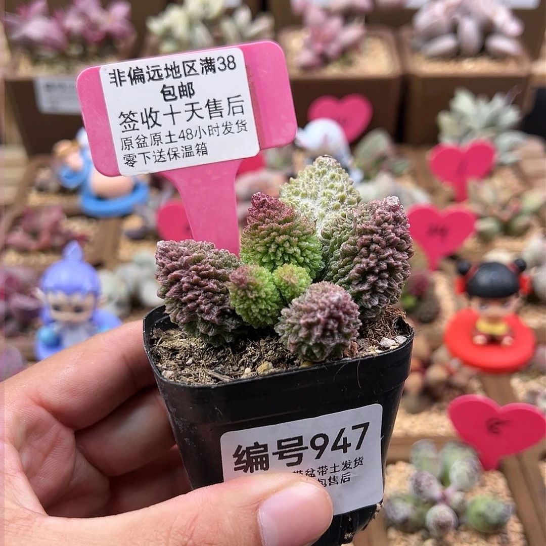 947朱紫玉水泡多肉