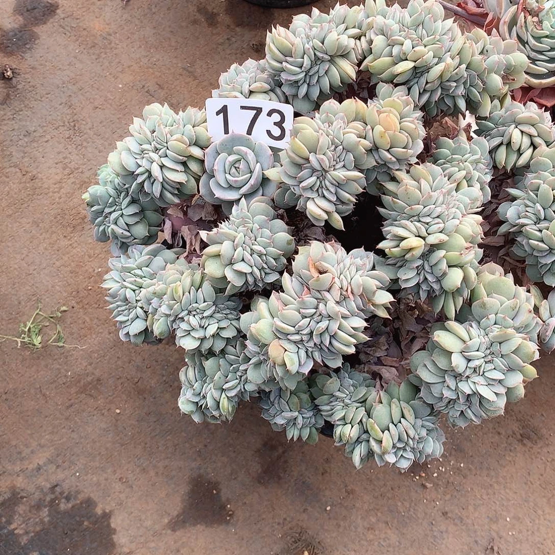 173雪域一物一拍多肉