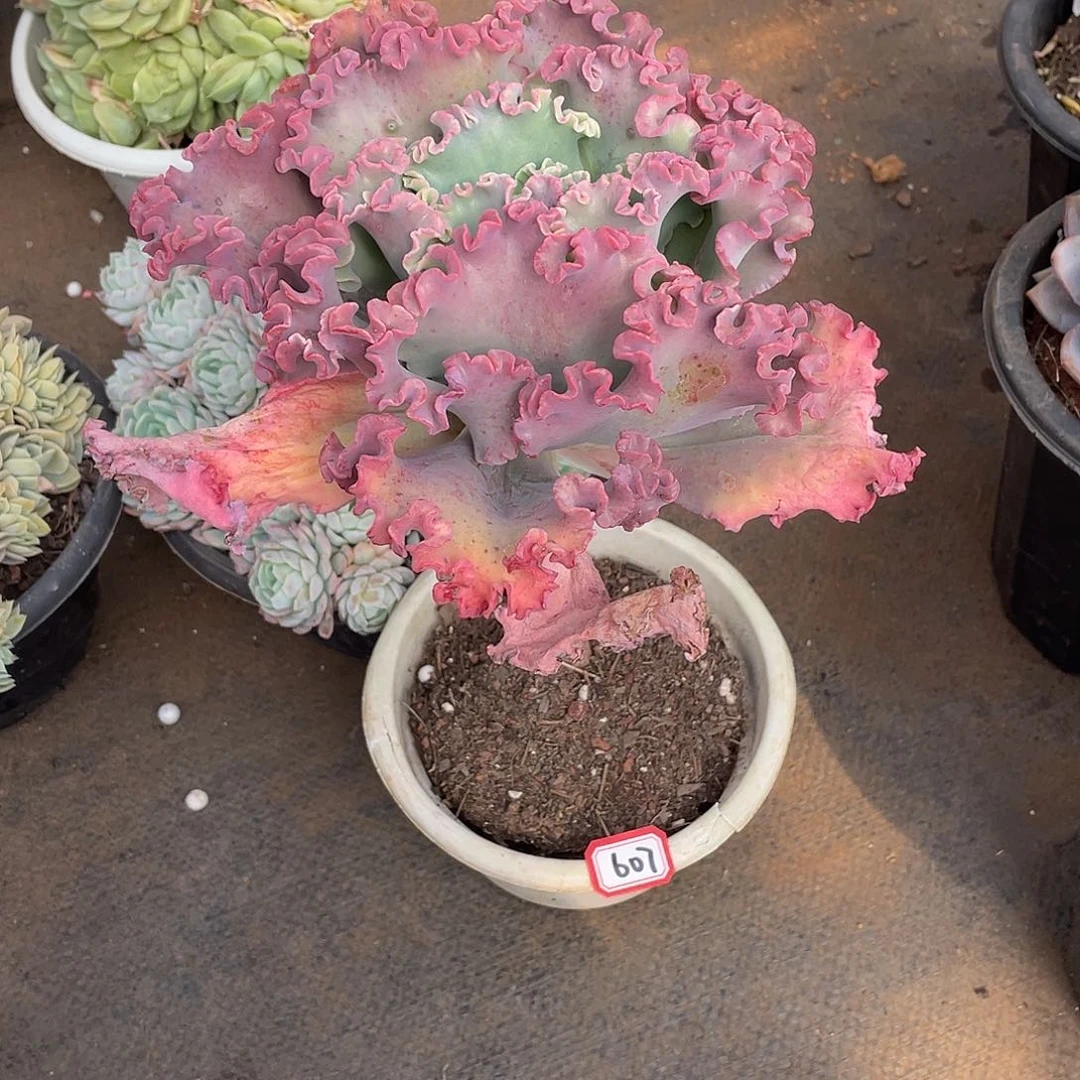 607女王花丽 一物一拍多肉