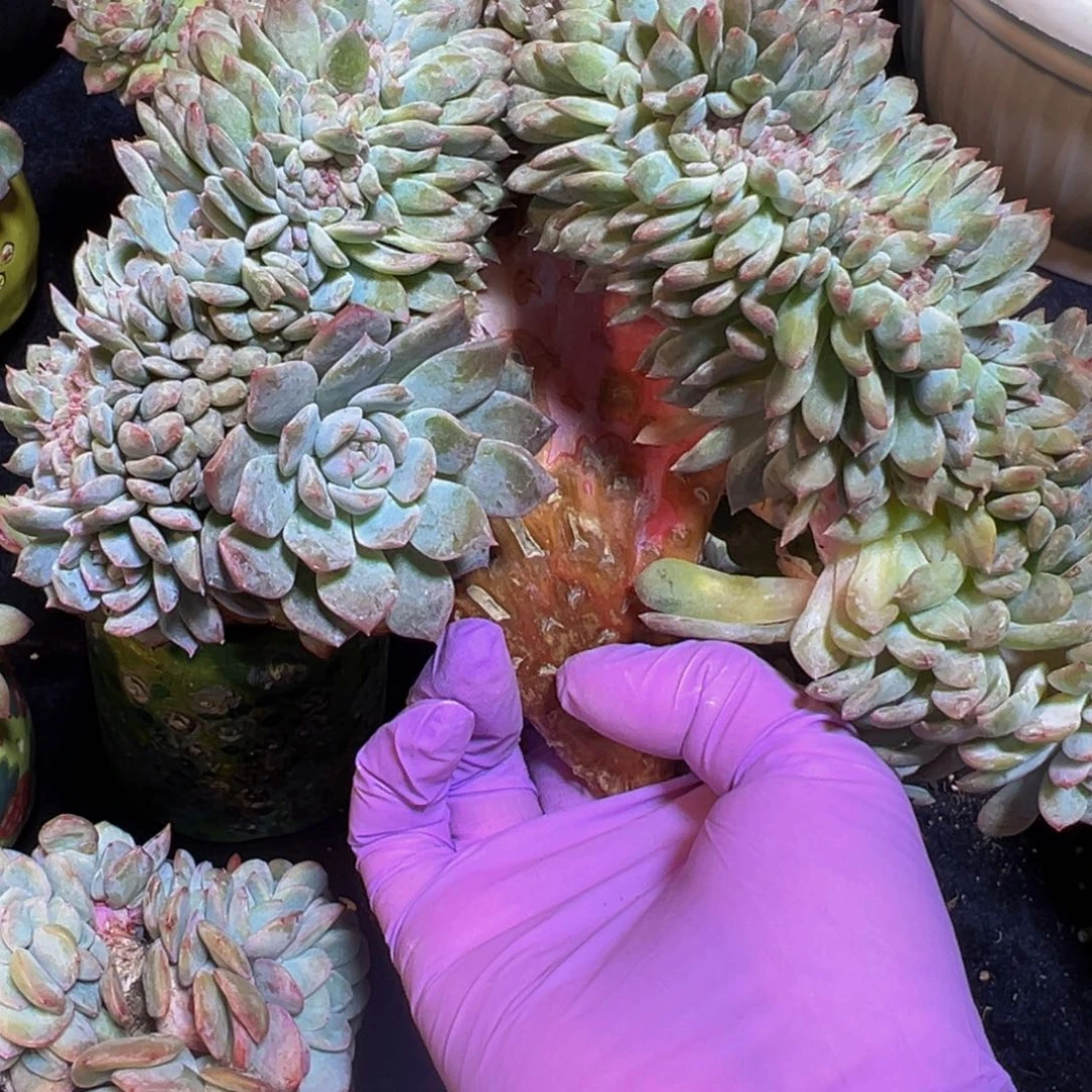 粉钻 新年快乐 新年快乐