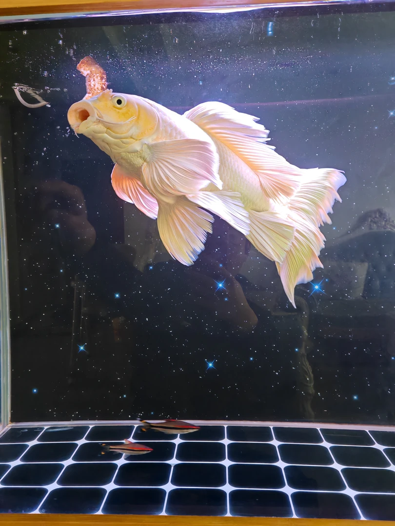 直播专用 小辉专属精品白蝴蝶