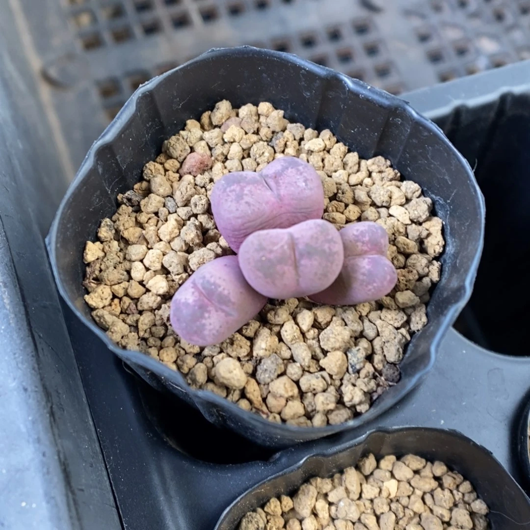 多肉植物肉锥杂交K-3410