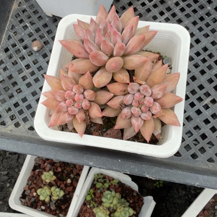 红蜻蜓小老桩精品包邮