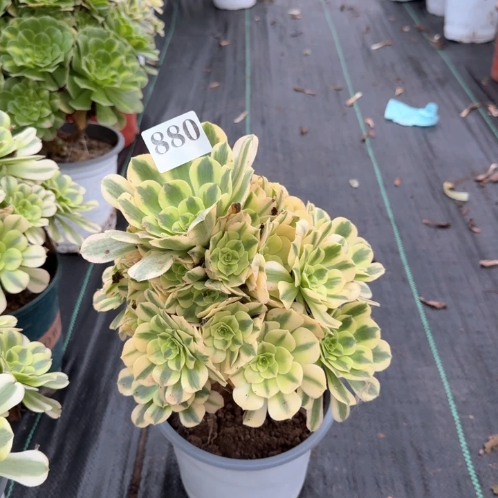 金丝翡翠一颗，880