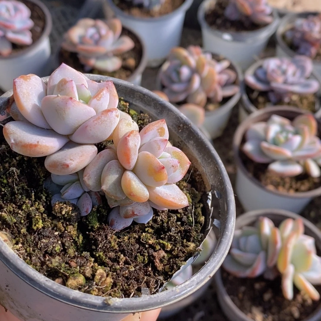 心**飞奶茶多肉植物11111111