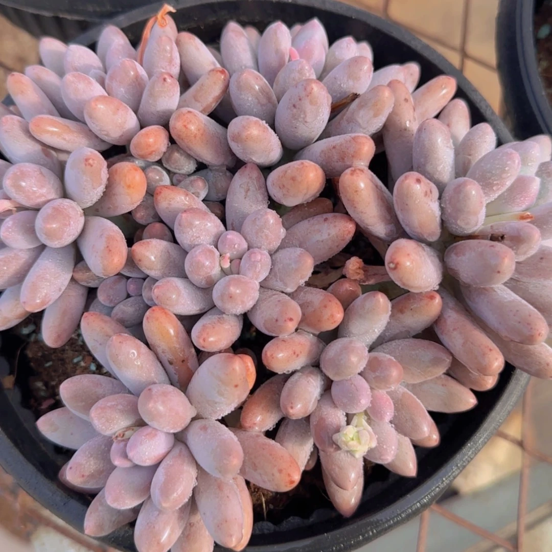 【闪购商品】大群汤圆