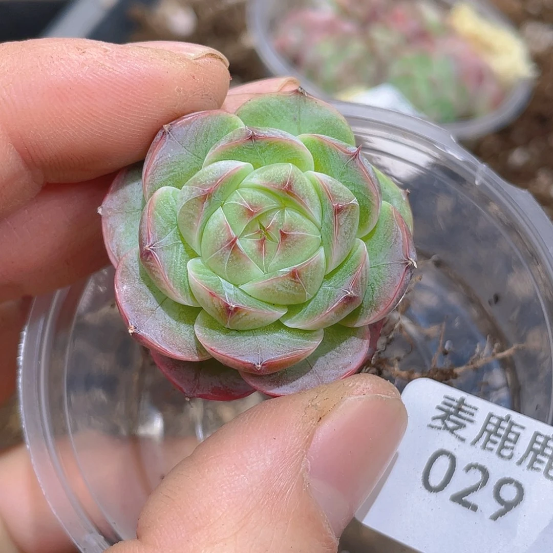 郭****029。定。