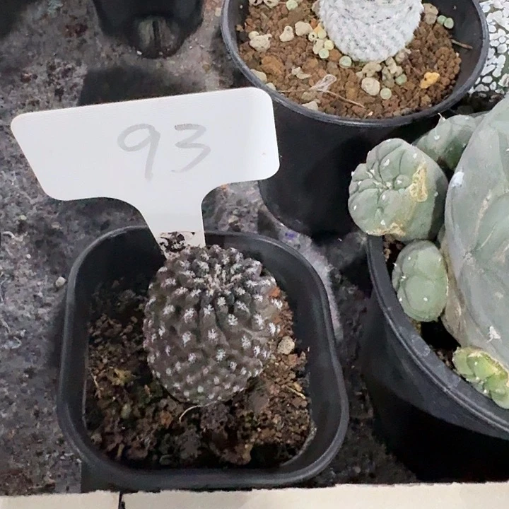 空*姐姐专拍仙人球