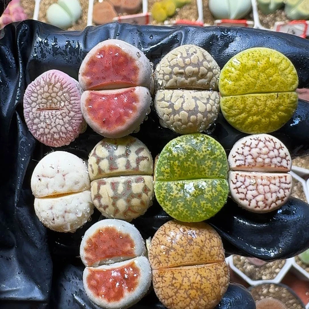 生石花等1111111。  222