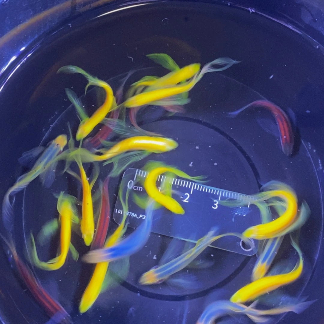 斑马鱼蝶翼斑马自选20条