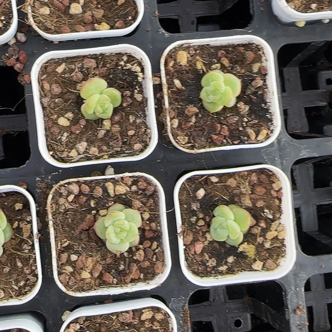 珍妮1 号中盆外棚一个满25包邮，