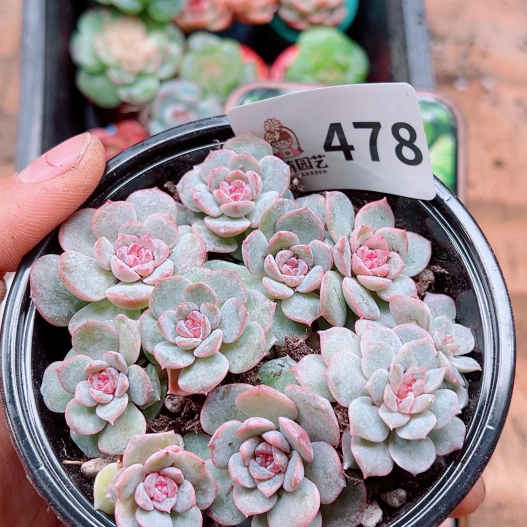 多肉植物多肉植物