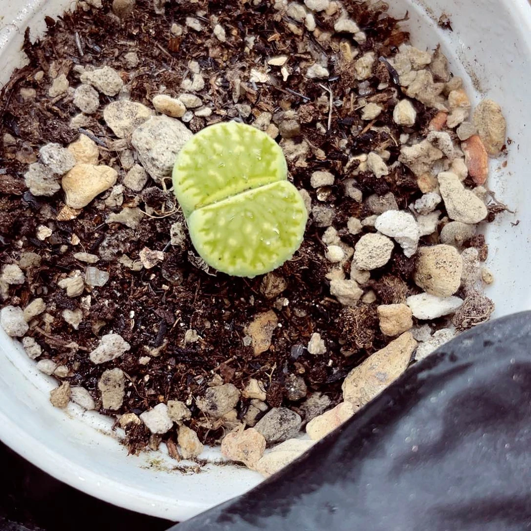 生石花18包邮0919-187