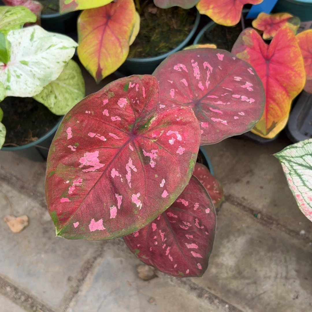 泰国彩叶芋05-1028