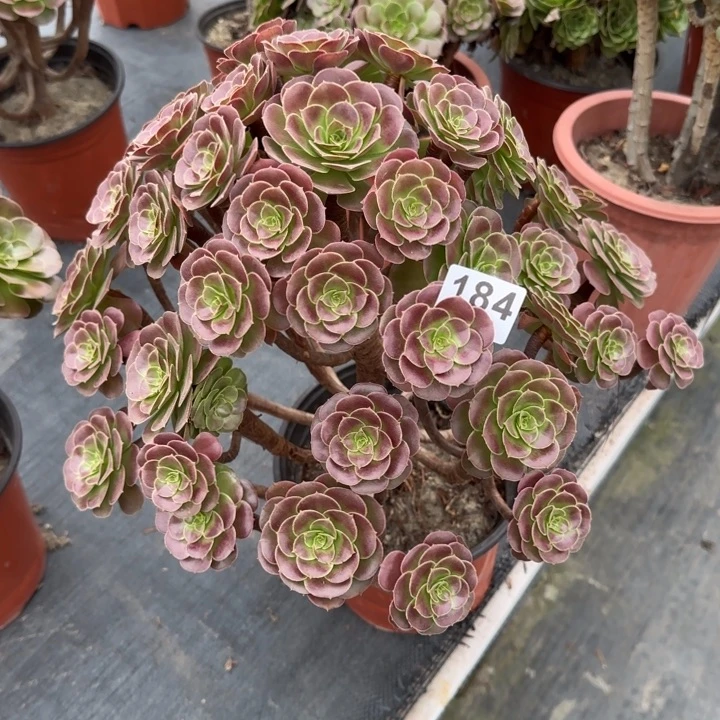丝***雨多肉植物荷兰184号